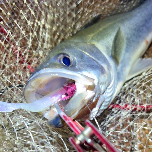フッコ(マルスズキ)の釣果