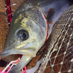 フッコ(マルスズキ)の釣果
