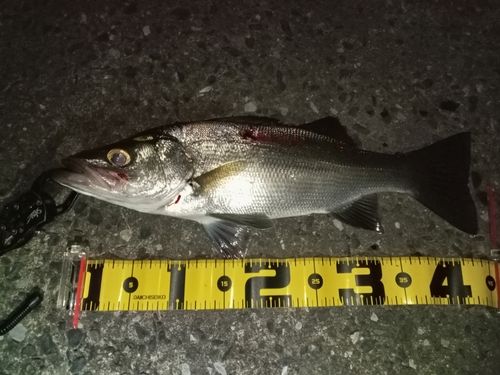 ヒラスズキの釣果