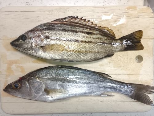 シマイサキの釣果