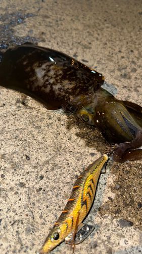 アオリイカの釣果