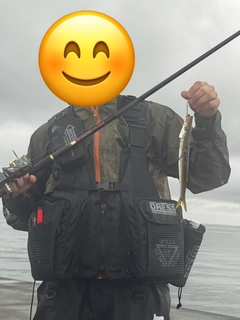 カマスの釣果
