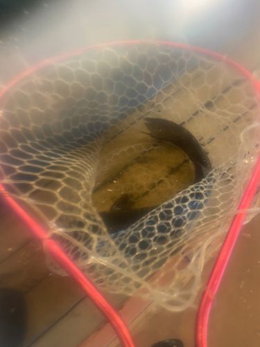 コイの釣果