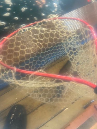 コイの釣果