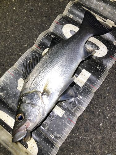 セイゴ(ヒラスズキ)の釣果
