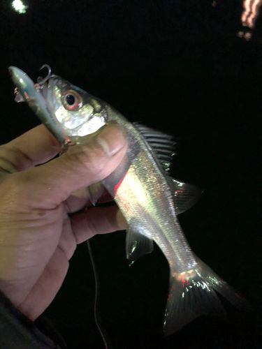 セイゴ(マルスズキ)の釣果