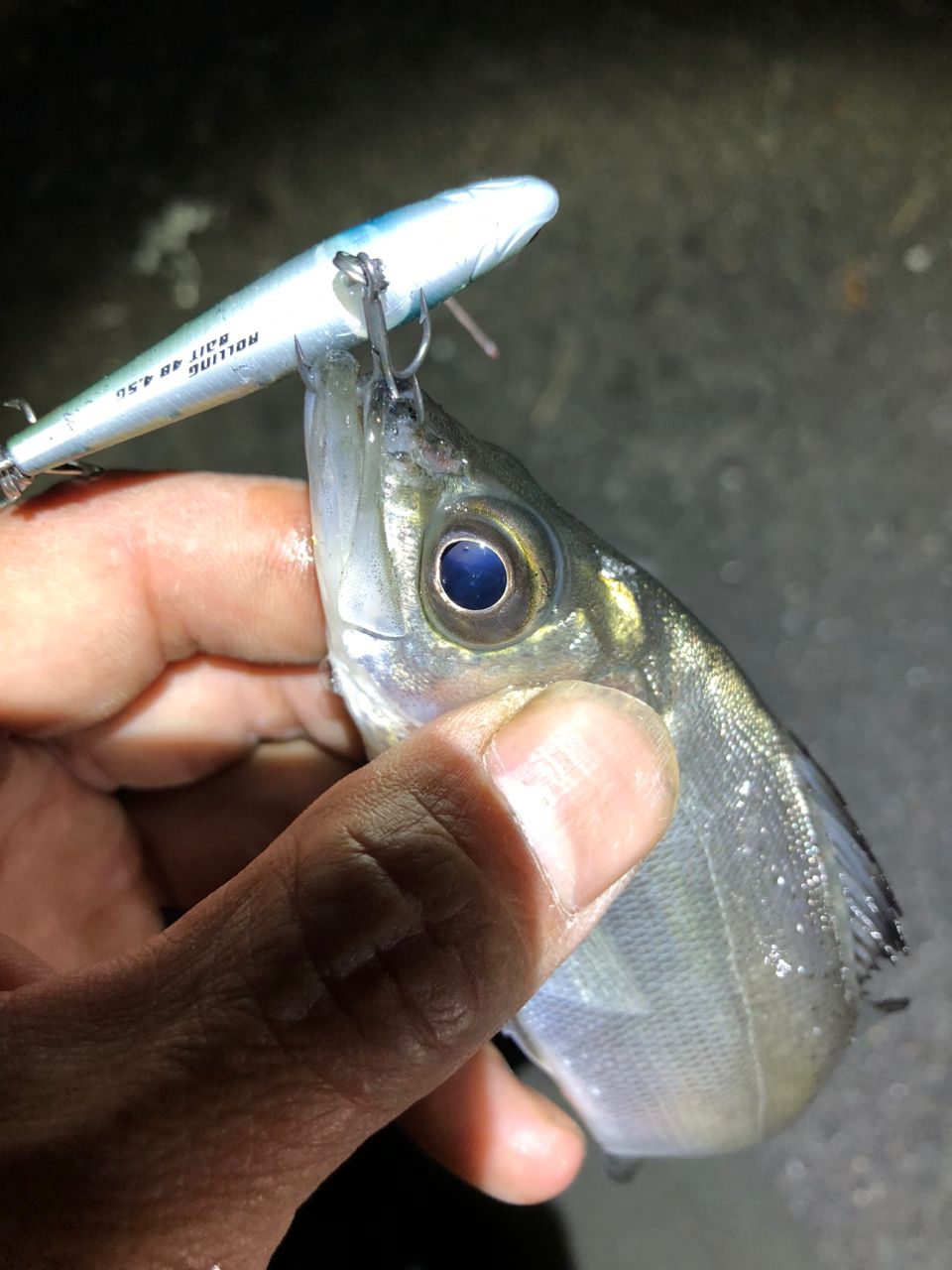 セイゴ（ヒラスズキ）