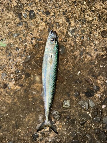 サバの釣果