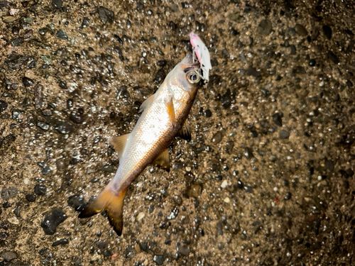 ムツの釣果