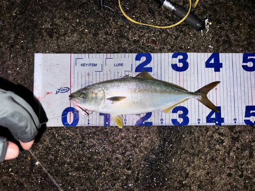 イナダの釣果