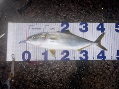 イナダの釣果