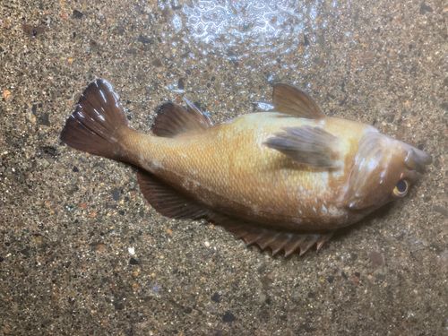 エゾメバルの釣果