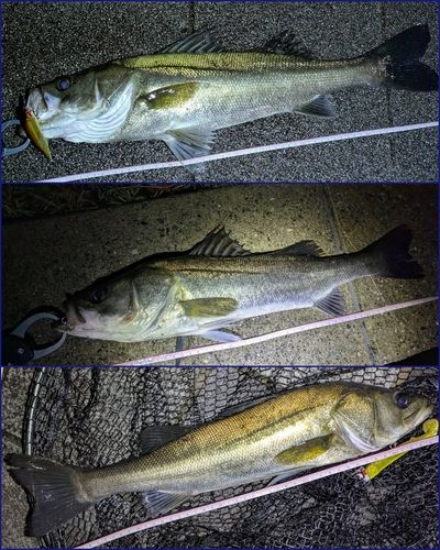 シーバスの釣果