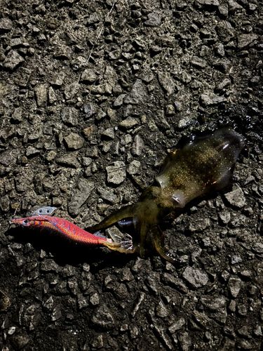 アオリイカの釣果