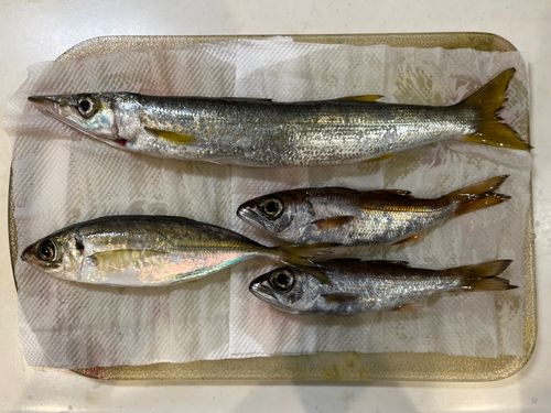 カマスの釣果