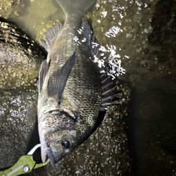 クロダイ