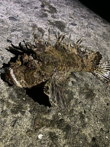 オニオコゼの釣果