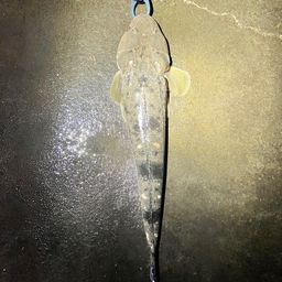 マゴチ