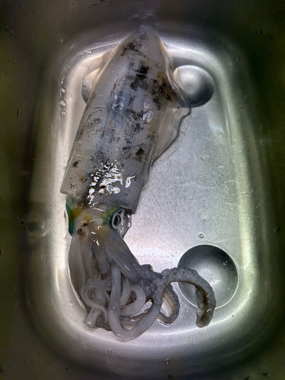 UOKINさんの釣果 1枚目の画像