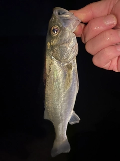 セイゴ(マルスズキ)の釣果