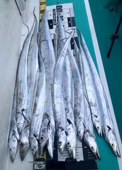 タチウオの釣果