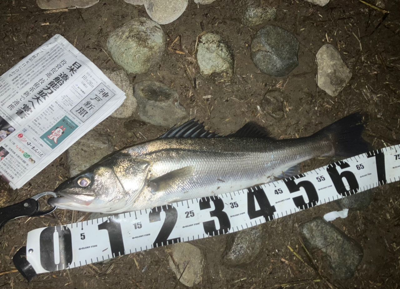 セイゴ(マルスズキ)