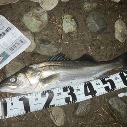 セイゴ(マルスズキ)