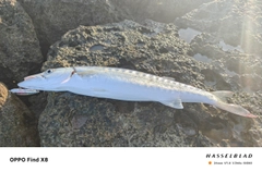 オニカマスの釣果