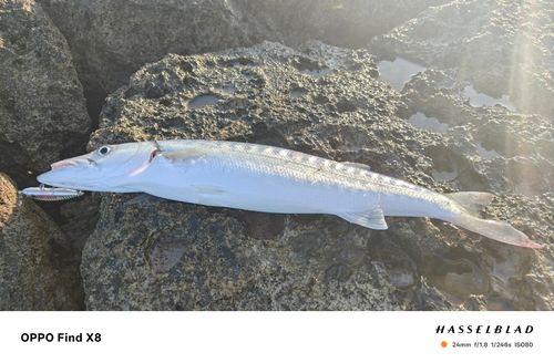 オニカマスの釣果