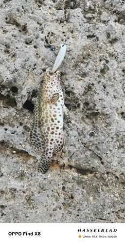 カンモンハタの釣果