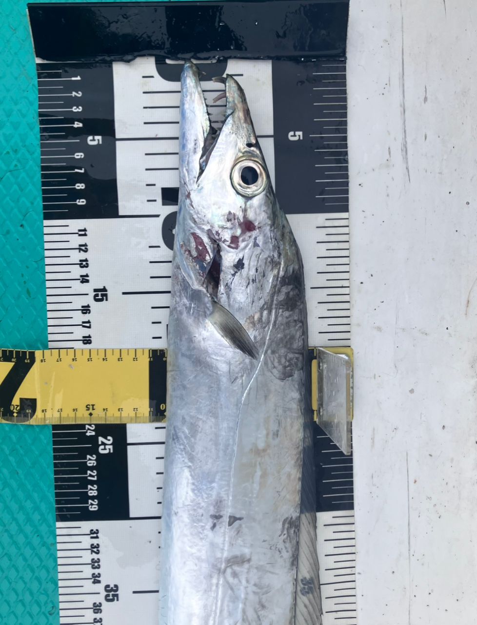 アングラーナーヒャンさんの釣果 3枚目の画像