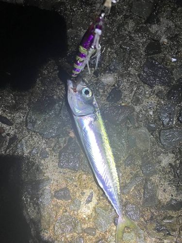 サバの釣果