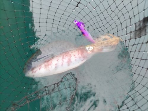 若狭湾