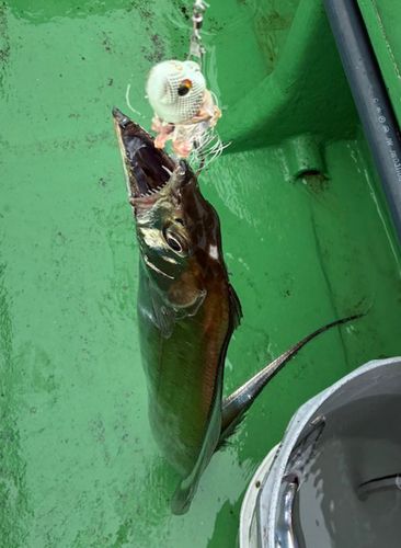 タチウオの釣果