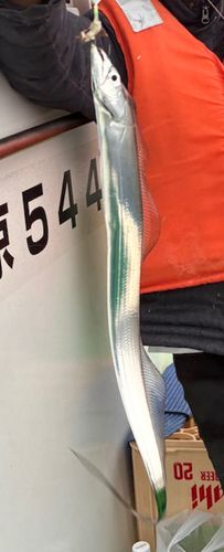 タチウオの釣果