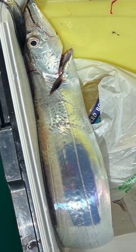 タチウオの釣果