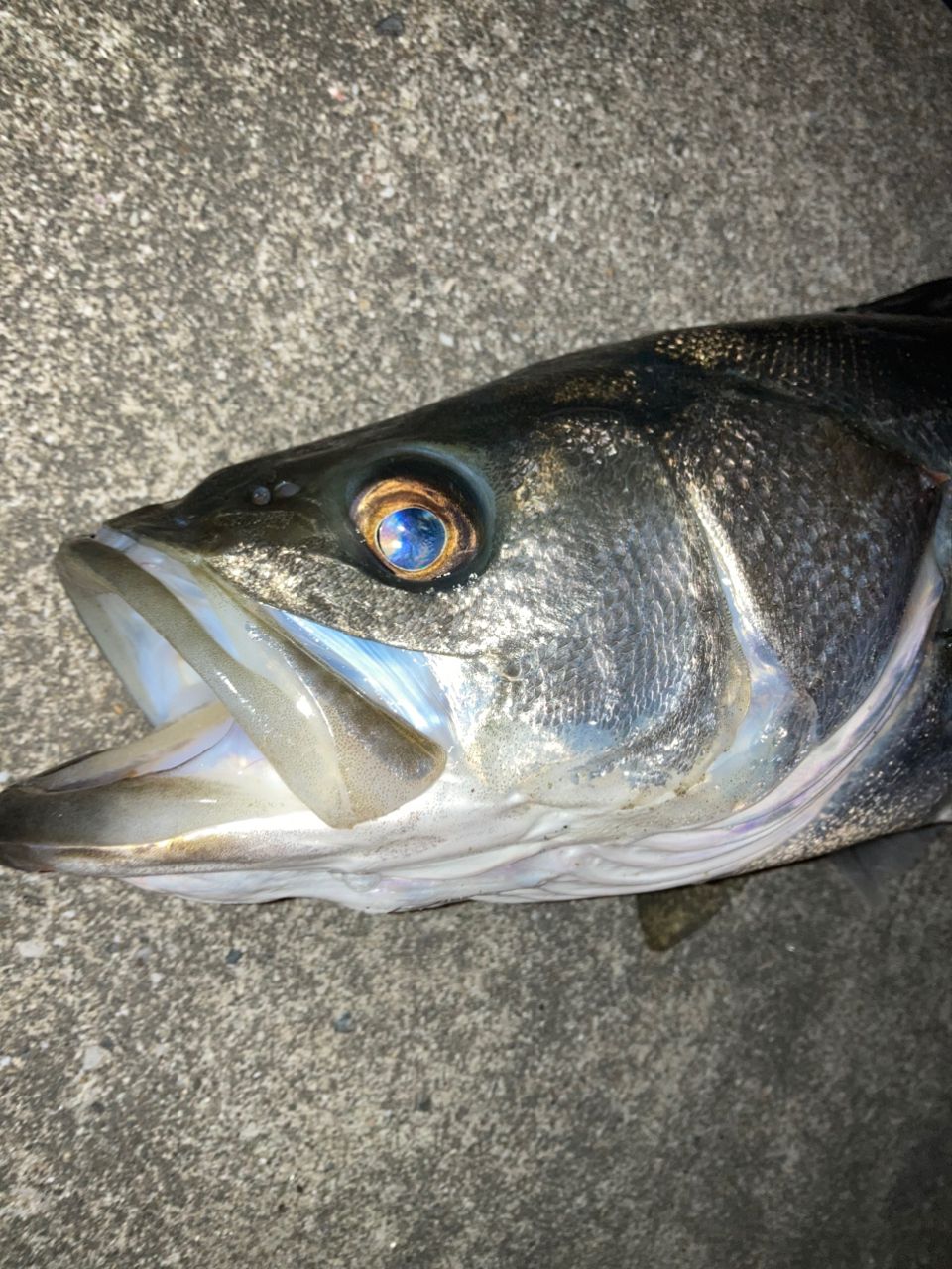 SHIMANO 18ディアルーナ S90MLの最安値・インプレ・釣果 | 本音