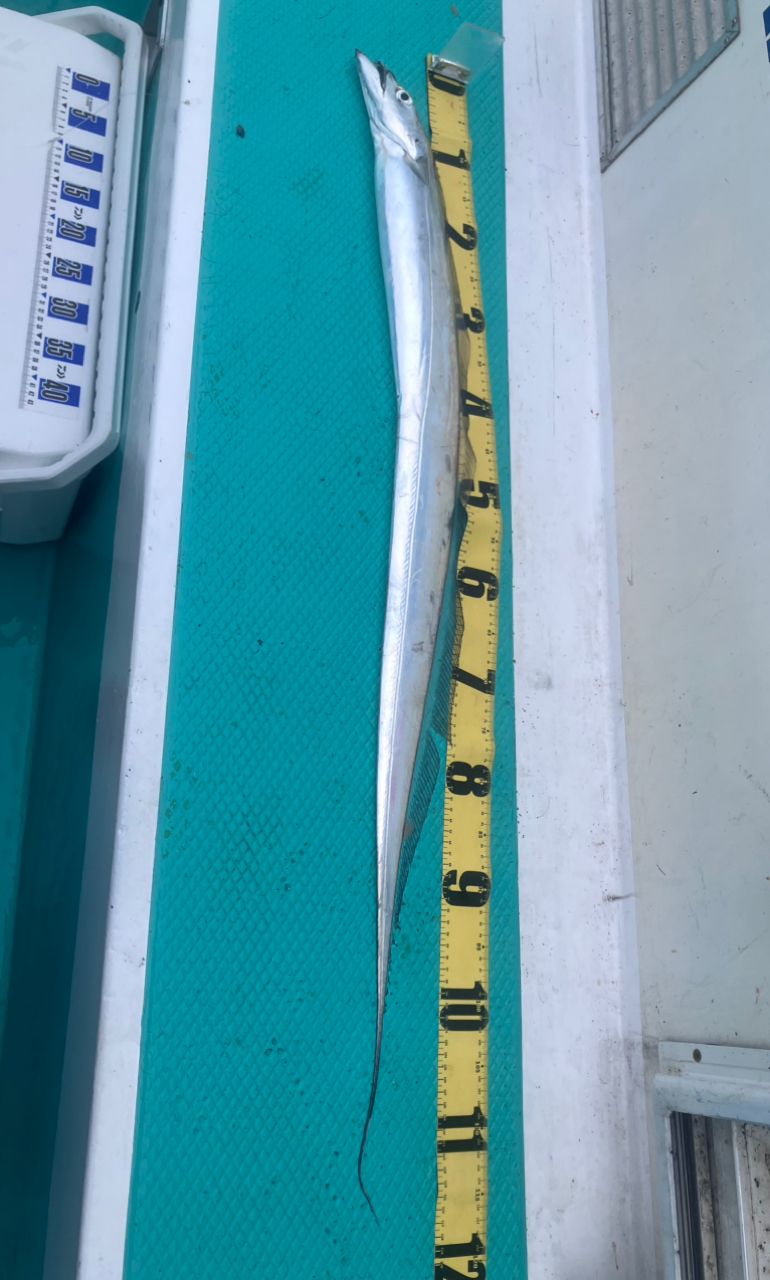 アングラーナーヒャンさんの釣果 2枚目の画像