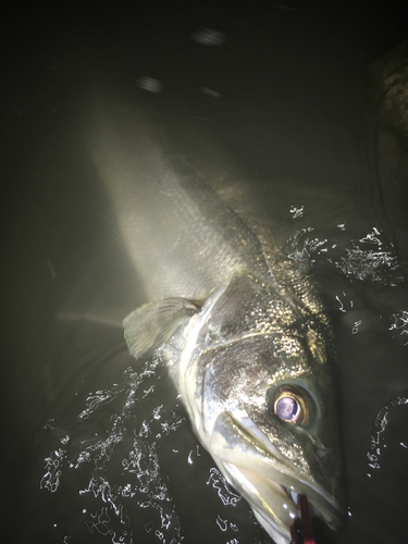 スズキの釣果