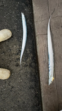 タチウオの釣果