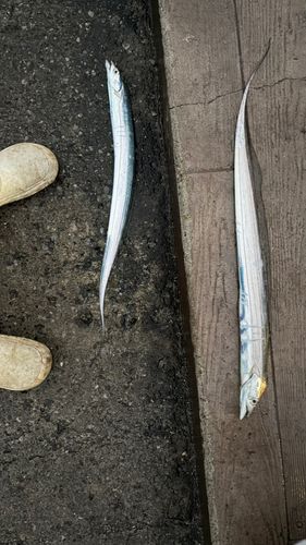 タチウオの釣果