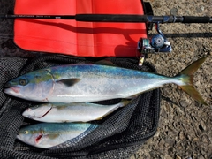 ワラサの釣果