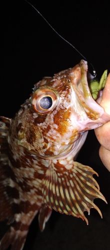 ガシラの釣果