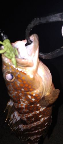 アコウの釣果