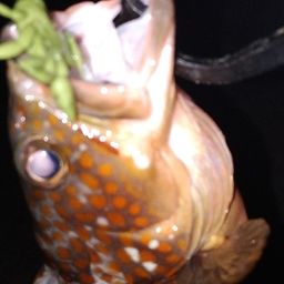 アコウ