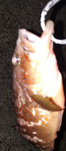 アコウの釣果