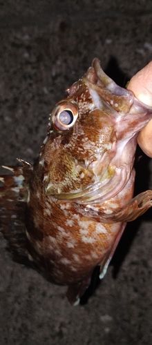 ガシラの釣果