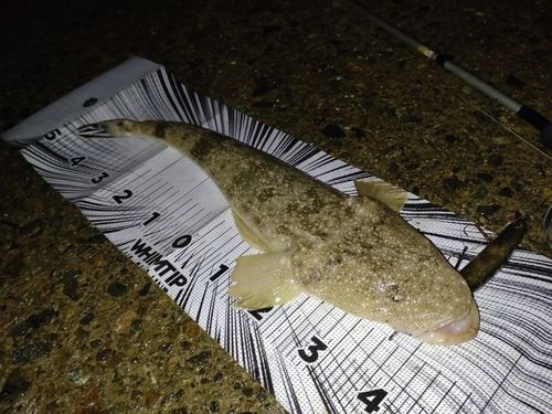 マゴチの釣果