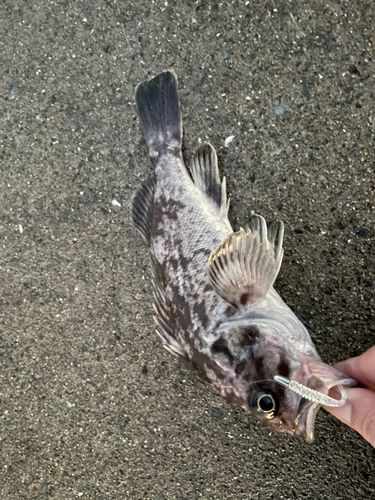 ソイの釣果