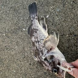 ソイ